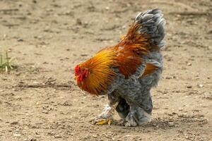 Gallo su il mossa nel ricerca di cibo foto