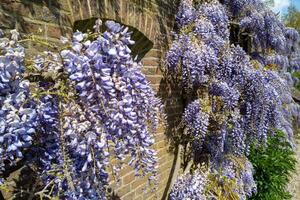 blu fiorire di un' glicine a un' mattone parete foto