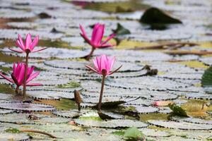 vicino su Visualizza di coppia di rosa Ninfea nel blomm galleggiante su il lago foto