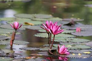 vicino su Visualizza di coppia di rosa Ninfea nel blomm galleggiante su il lago foto