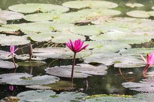 vicino su Visualizza di coppia di rosa Ninfea nel blomm galleggiante su il lago foto