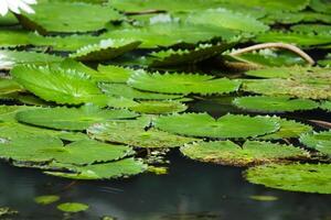 amazon pioggia foresta acqua lilly. loto le foglie floatomg su acqua foto