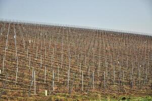 vino nazione strada viaggio, un' pittoresco Immagine di un' avvolgimento strada attraverso vigne, invitante spettatori per imbarcarsi su un' panoramico vino nazione strada viaggio foto