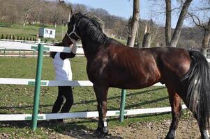 equestre ranch stabile cortile in esecuzione cavalli, cavallo mangiare erba su estate campo, di razza stallone pascolo panoramico sfondo foto