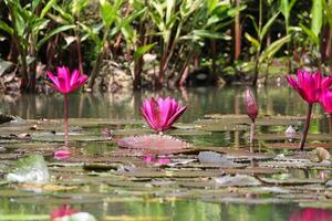 vicino su Visualizza di coppia di rosa Ninfea nel blomm galleggiante su il lago foto