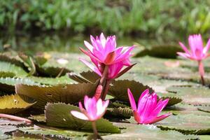 vicino su Visualizza di coppia di rosa Ninfea nel blomm galleggiante su il lago foto