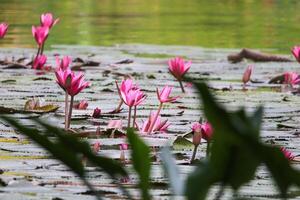 vicino su Visualizza di coppia di rosa Ninfea nel blomm galleggiante su il lago foto