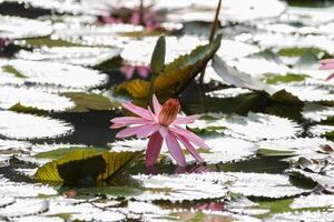 vicino su Visualizza di coppia di rosa Ninfea nel blomm galleggiante su il lago foto