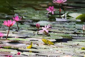 vicino su Visualizza di coppia di rosa Ninfea nel blomm galleggiante su il lago foto