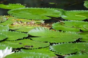 amazon pioggia foresta acqua lilly. loto le foglie floatomg su acqua foto