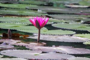 vicino su Visualizza di coppia di rosa Ninfea nel blomm galleggiante su il lago foto