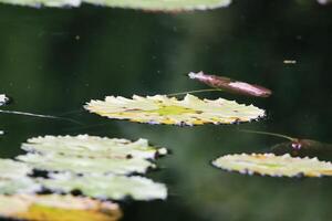 amazon pioggia foresta acqua lilly. loto le foglie floatomg su acqua foto