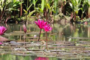 vicino su Visualizza di coppia di rosa Ninfea nel blomm galleggiante su il lago foto