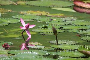 vicino su Visualizza di coppia di rosa Ninfea nel blomm galleggiante su il lago foto