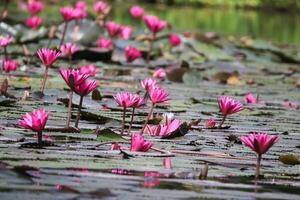 vicino su Visualizza di coppia di rosa Ninfea nel blomm galleggiante su il lago foto