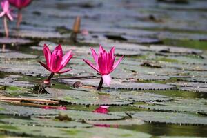 vicino su Visualizza di coppia di rosa Ninfea nel blomm galleggiante su il lago foto