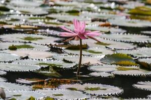 vicino su Visualizza di coppia di rosa Ninfea nel blomm galleggiante su il lago foto