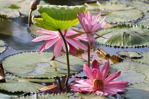 vicino su Visualizza di coppia di rosa Ninfea nel blomm galleggiante su il lago foto