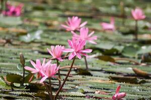 vicino su Visualizza di coppia di rosa Ninfea nel blomm galleggiante su il lago foto