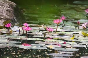 vicino su Visualizza di coppia di rosa Ninfea nel blomm galleggiante su il lago foto