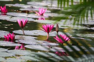 vicino su Visualizza di coppia di rosa Ninfea nel blomm galleggiante su il lago foto