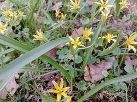 primavera colori portare via un' vivace tavolozza di pastello sfumature, fioritura fiori, e fresco verde, segnalazione il risveglio di natura dopo il inverno sonno foto