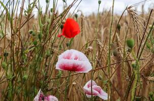 bellissimi fiori di papavero rosso papaver rhoeas in un campo di grano dorato che si muove nel vento foto