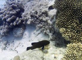 subacqueo foto di pallido coralli con pesce a il Maldive.