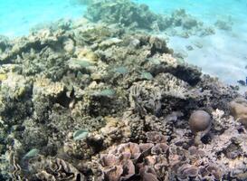 subacqueo foto di pallido coralli con pesce a il Maldive.