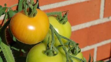 concetto di agricoltura. dei grandi pomodori rossi e verdi su un cespuglio che cresce sul muro di una casa. foto