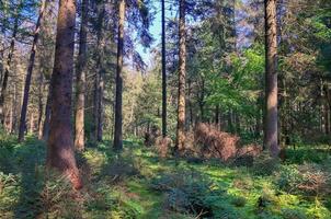 bella vista in una fitta foresta verde con luce solare intensa che proietta un'ombra profonda foto