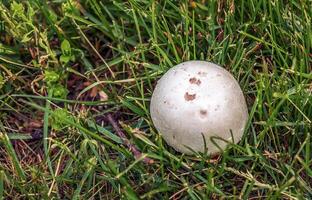 gigante golovach latino calvatia gigantea è un' specie di fungo a partire dal il genere golovach. bovista foto