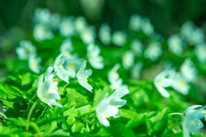 bianca selvaggio fiori. anemone nemorosa foto