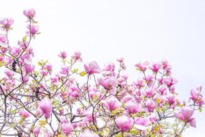 rosa magnolia fiori. fiore germoglio su un' albero ramo nel il giardino. foto