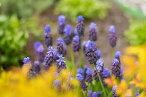 muscari - viola fiori nel un' fiore letto nel il giardino. blu mini cuffie vicino su. primavera e estate fiore. foto