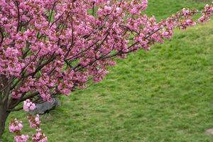 sakura fioriture con rosa fiori. alberi nel il giardino. mini cuffie su rami. foto