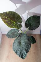 alocasia regale scudo grande verde pianta a casa. foto