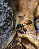 il gigante a strisce scarafaggio - principia grandidieri - è un' luminosa, bellissimo scarafaggio a partire dal il isola di Madagascar foto