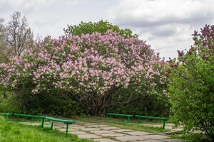 lilla fiori fioritura. foto