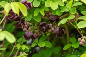 akebia quinata fiore. giardino vite germoglio foto