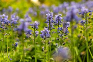 fioritura campanula nel primavera su un' prato foto