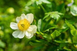 fioritura paeonia emodi fiore nel primavera foto