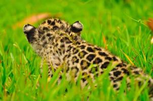 un giovane giaguaro nell'erba foto