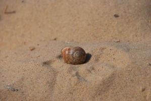 spiaggia di conchiglie e sabbia foto