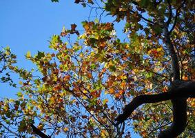 foglie colorate in autunno foto