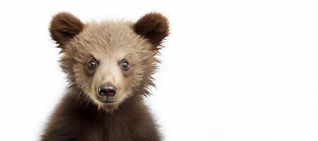 ai generato vivere Marrone orso cucciolo su un' bianca sfondo generativo ai foto