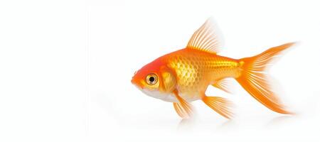 ai generato pesce rosso su un' bianca sfondo generativo ai foto