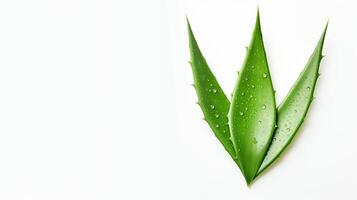 ai generato aloe le foglie su bianca sfondo generativo ai foto