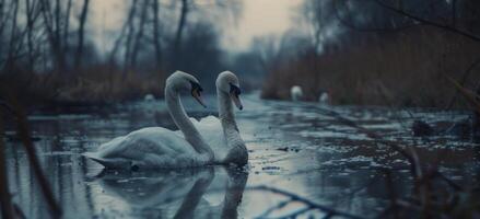 cigni su il lago natura foto