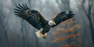 aquila su un' sfocato sfondo nel il selvaggio foto